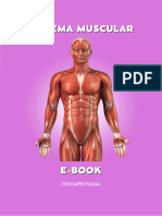 Sistema Muscular Fisioaprovada 1
