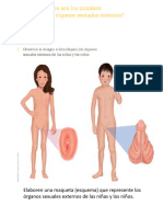 Organos Sexuales Externos