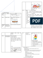 Materi Sistem Respirasi