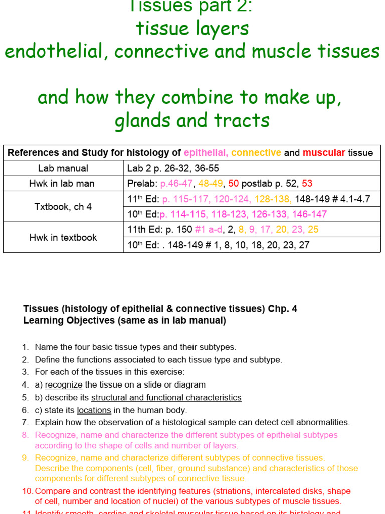 T2 Histology of Epithelial, Connective, and Muscle Tissue | PDF