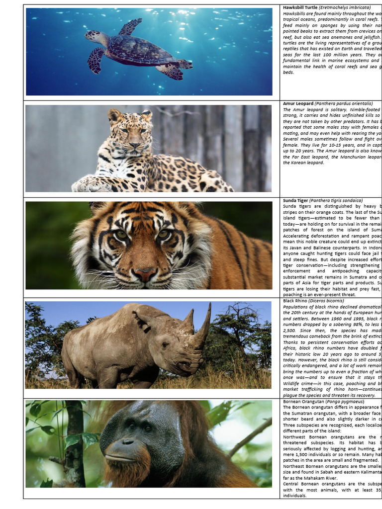 Endangered Species | PDF | Tiger | Leopard