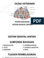 HistoVet Sistem Genital Jantan