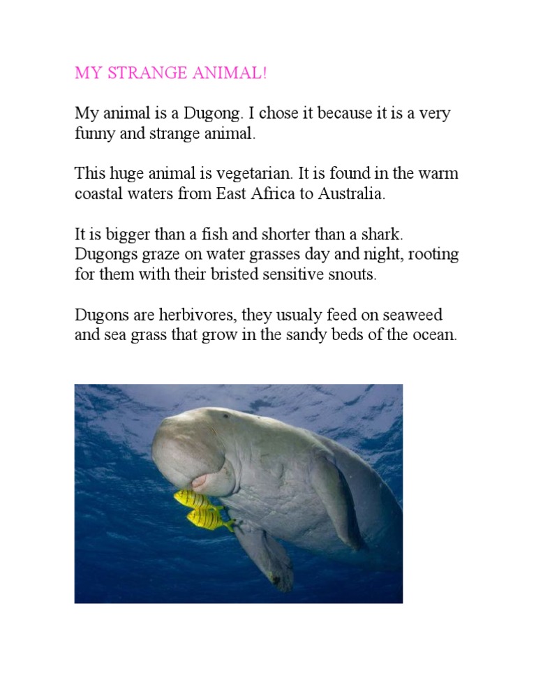 Discover the Unique Dugong Animal | PDF | Home & Garden