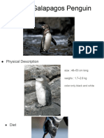 Antarctica - Penguin Research - Presentation DUE FRIDAY 1 - 15