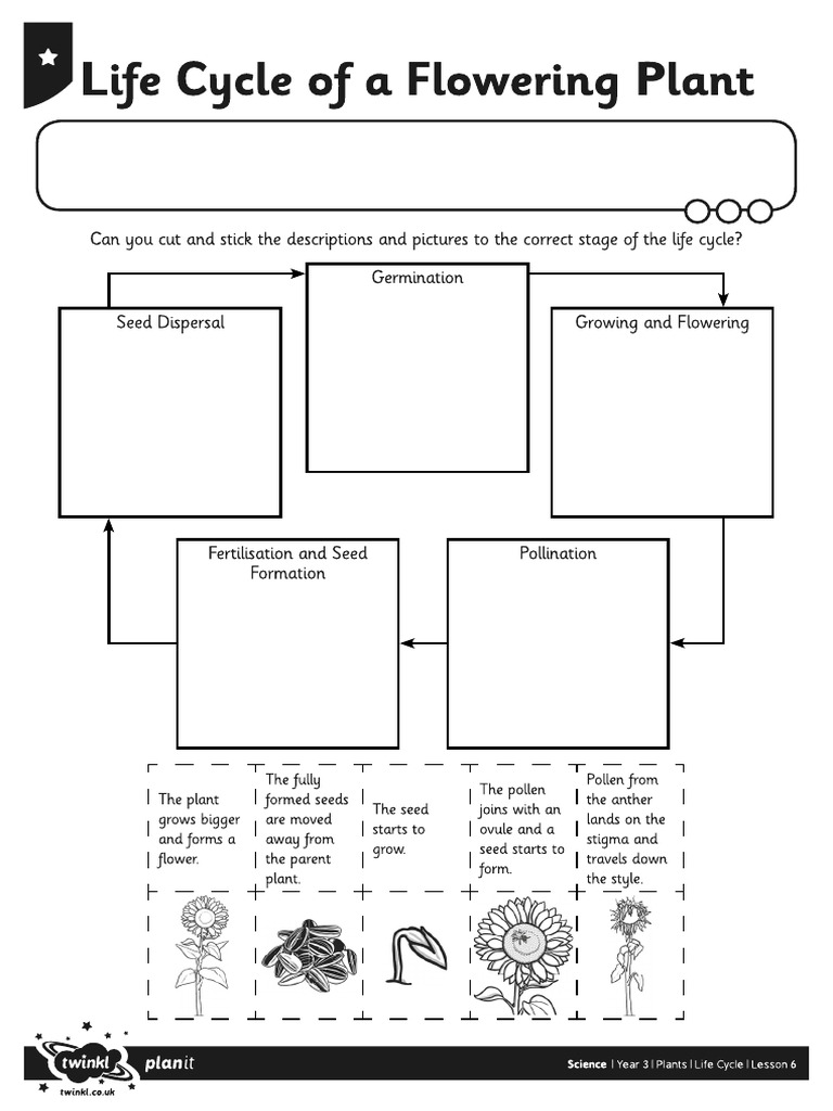Activity Sheet Life Cycle of A Flowering Plant.199181822 PDF