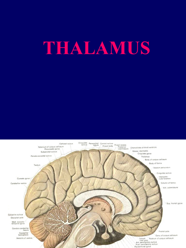 09 Thalamus Hypothalamus Biology Diagrams