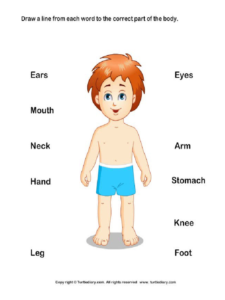 parts of the body PDF
