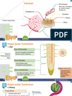 Organ Tumbuhan