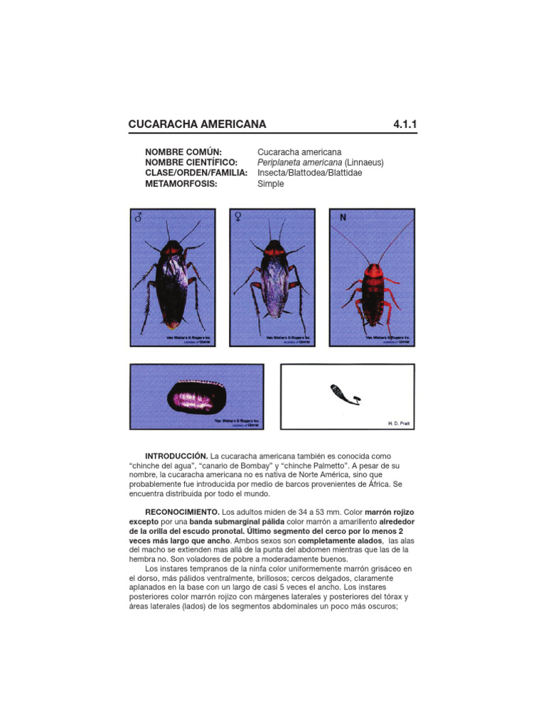 Cucarachas | PDF | Insectos | Hexapoda