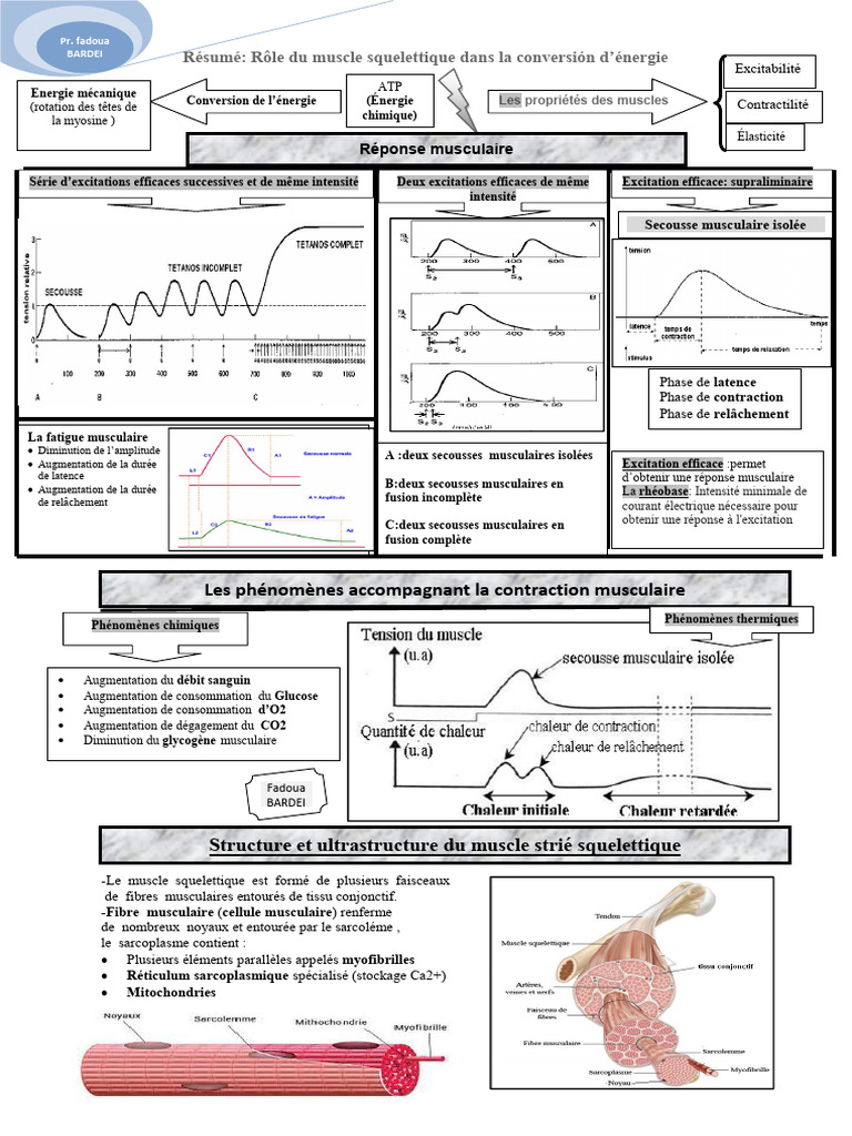 Rôle du muscle squelettique 2 Bac | PDF | Muscle squelettique ...