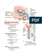 Male Reproductive System - Pearsons