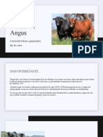 Angus Presentacion