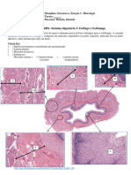 PRÁTICA 9 - Esôfago e Estômago