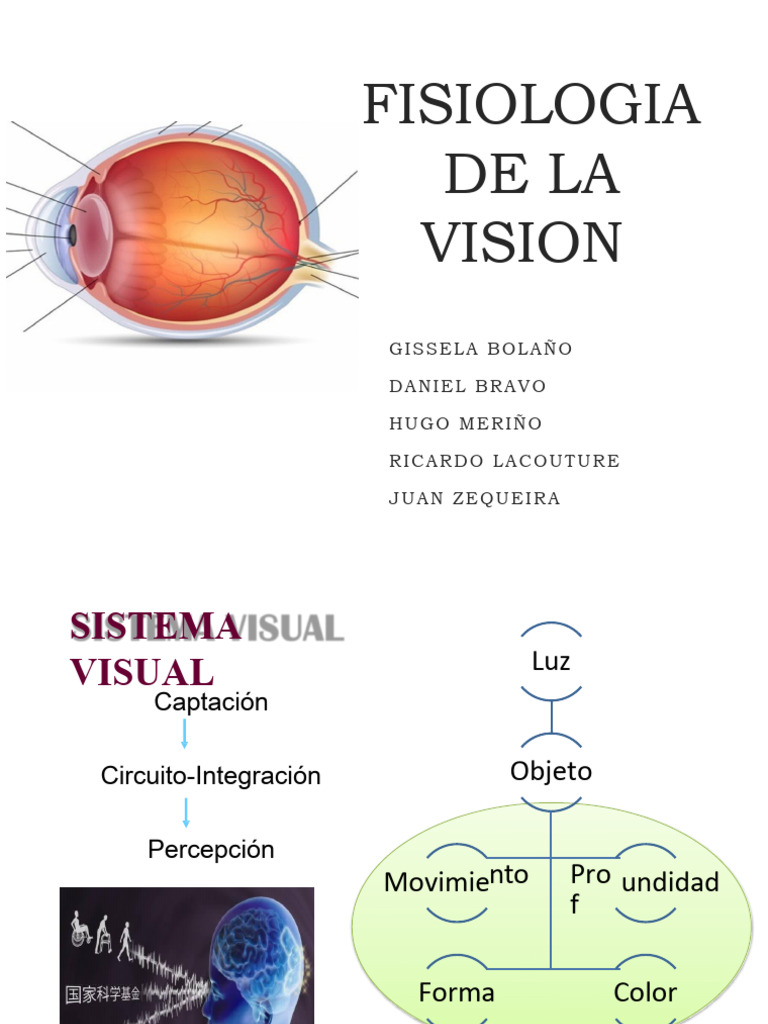 Fisiologia De La Vision Pdf Ojo Humano Percepción Visual