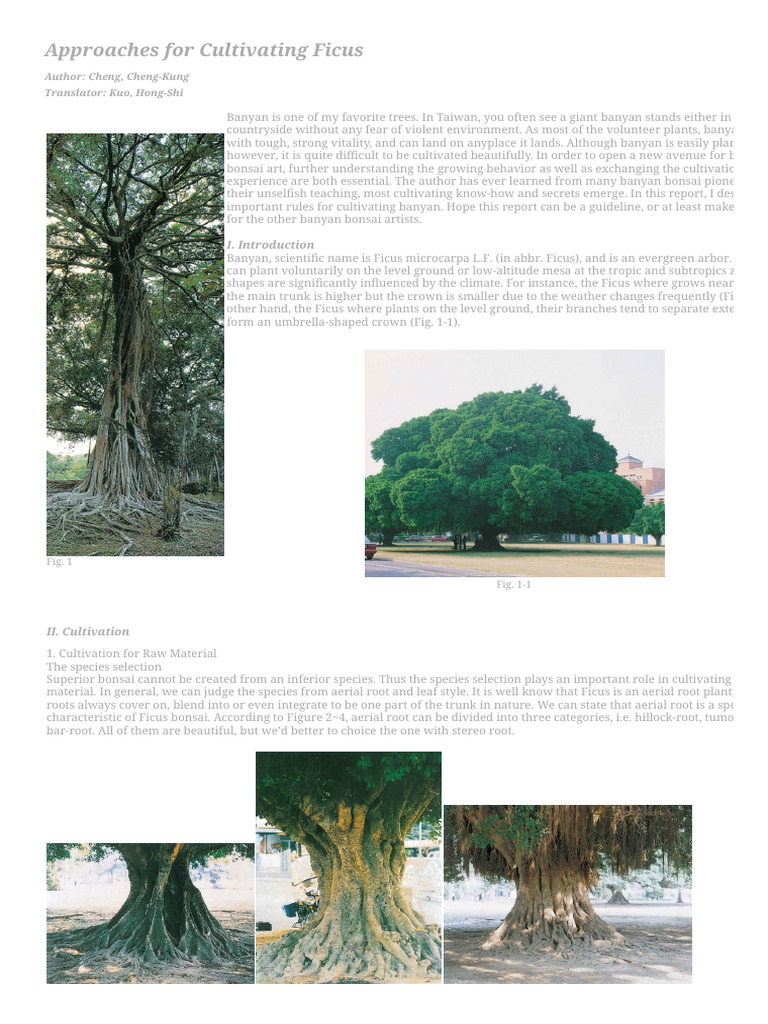 Approaches For Cultivating Ficus | PDF | Ficus | Trees