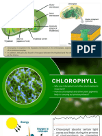 Chlorophyll