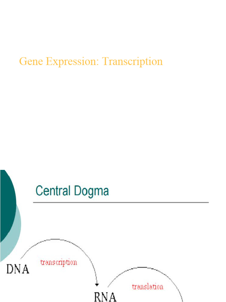 Gene Expression: Transcription Overview | PDF | Promoter (Genetics) | Rna