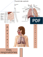 Presentació 3 (Aparell Respiratori - Anatomia) - 1