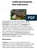 La Chanterelle Jaunissante, Cantharellus Lutescens