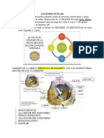 Anatomía Ocular