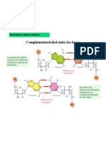 6 Complement Abases