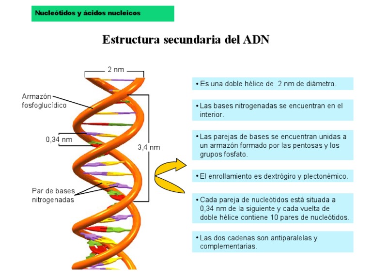 13 Estructura 2 ADN | PDF | Ácidos nucleicos | Productos naturales