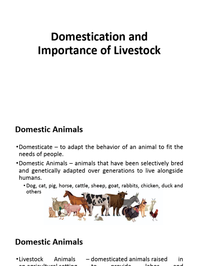 Importance of Livestock Production PDF Livestock Meat