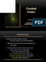 Cerebral Cortex 2