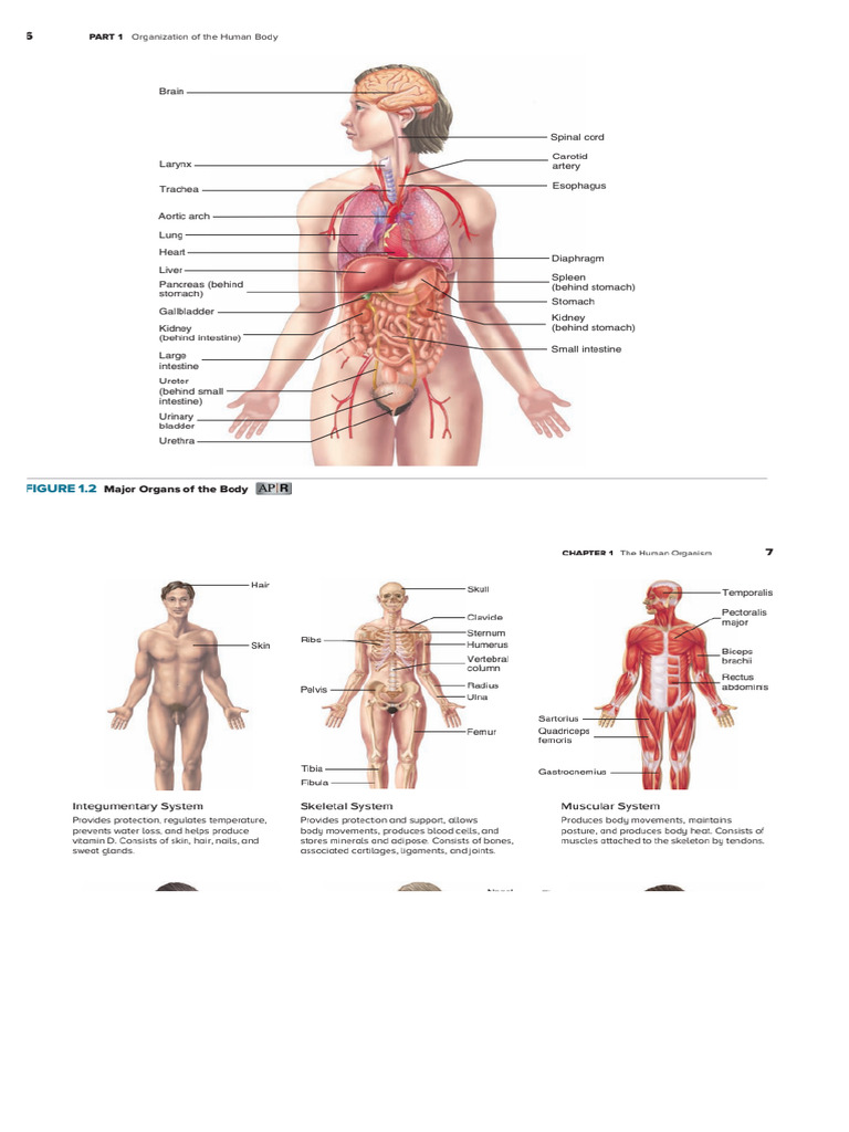 DIFFERENCE BETWEEN ANATOMY AND PHYSIOLOGY PDF visual data 4