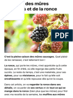 Bienfaits Des Mûres Sauvages Et de La Ronce - Plantes Sauvages Comestibles