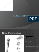 Human Bones