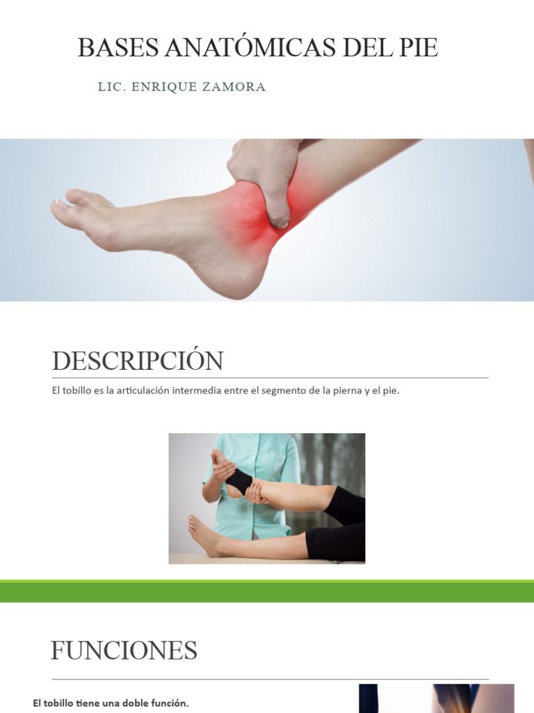 Anatomía de Pie | PDF | Pie | Tobillo