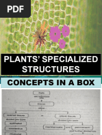 Plants Specialized Structures