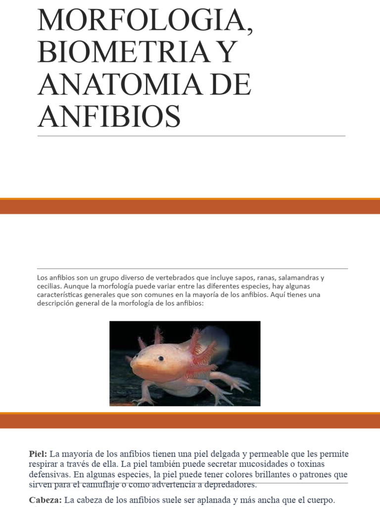 Anatomía y Morfología de Anfibios | PDF | Anfibio | Sistema tegumentario