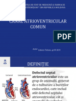 Canal Atrioventricular Comun: Autor Lătescu Tătiănă, GR M 1819