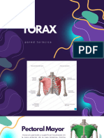 TÓRAX