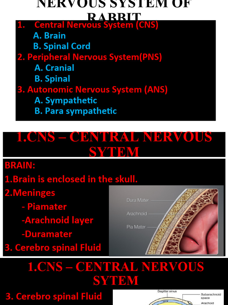 Rabbit Nervous System Overview | PDF | Central Nervous System | Nervous ...