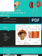 Anatomia de Vias Urinarias y Estática Pélvica