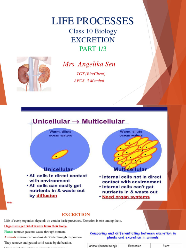 Excretion in Plants and Animals: Class 10 | PDF | Excretion | Zoology