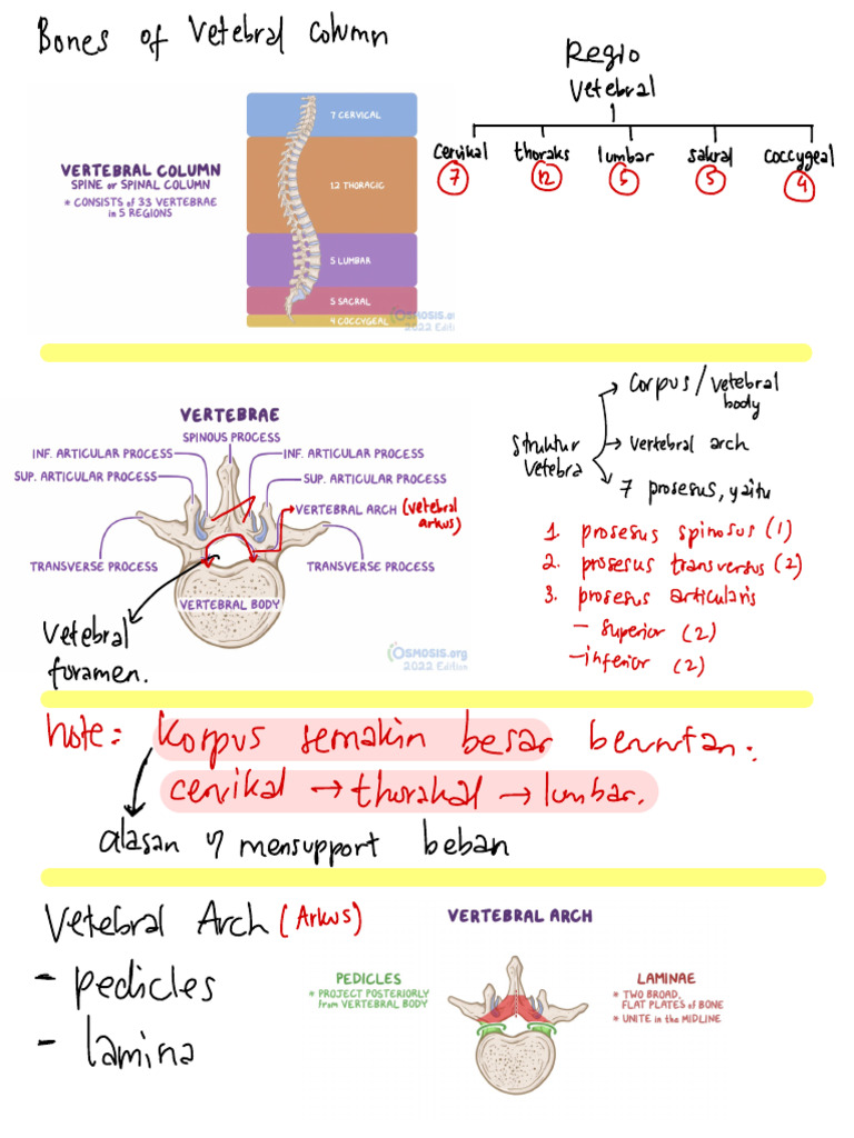 Anatomy of the Vertebral Column | PDF | Vertebra | Anatomy