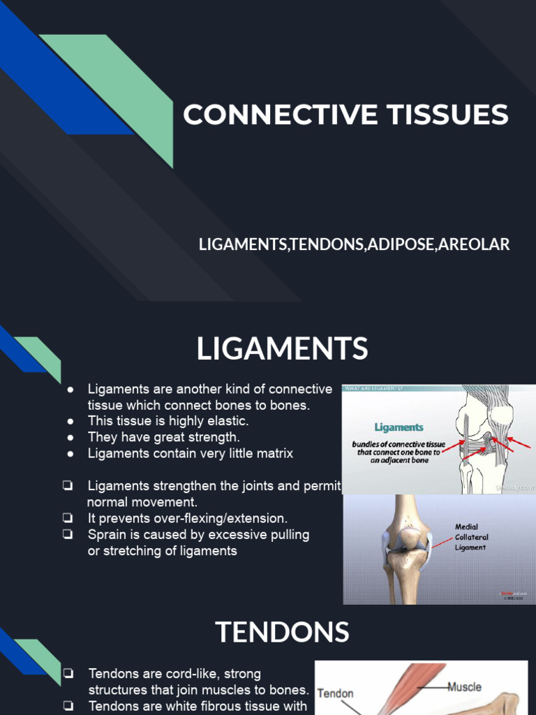 Types and Functions of Connective Tissues | PDF | Wellness
