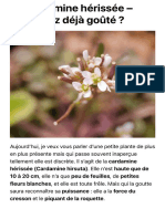 La Cardamine Hérissée - Vous Avez Déjà Goûté ? - Plantes Sauvages Comestibles