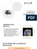 Morfologia Dental Clase 1