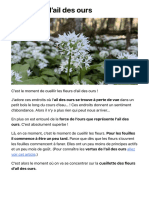 Les Fleurs D'ail Des Ours - Plantes Sauvages Comestibles