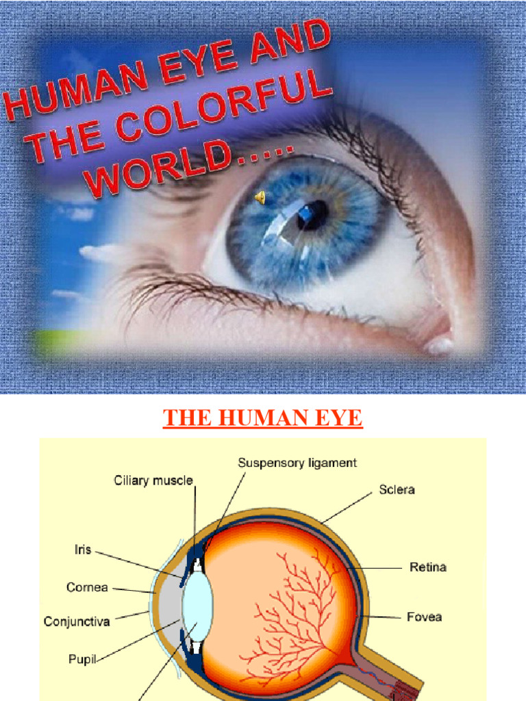 Human Eye and The Colourful World | PDF