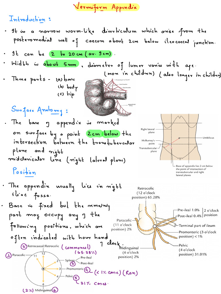 Abdominal Organ - Vermiform Appendix | PDF | Vein | Morphology (Biology)