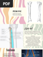 Anatomía y Función del Peroné | PDF