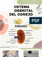 Conejo Sistema Urogenital