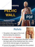 Pelvic Wall