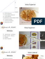 Anatomia da Medula